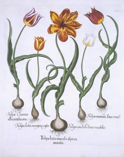 Cinque tulipani, da Hortus Eystettensis, di Basil Besler, pub. 1613 da German School
