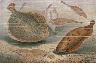 Pesce piatto, tavola da Brehms Tierleben: Allgemeine Kunde des Tierreichs, vol.8, p.224, pubblicato da Bibliographisches Institut da German School