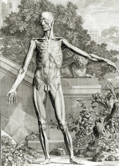 Corpo scuoiato, da Tables of the Skeleton and Muscles of the Human Body di Bernard Siegfried Albinus, 1747 da German School