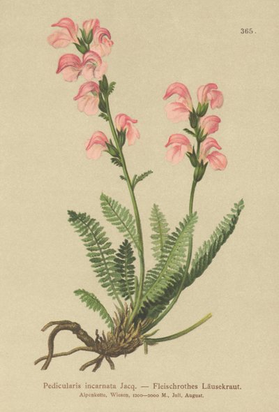 Pedicularis incarnata da German School