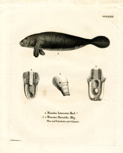 Lamantino della Florida da German School