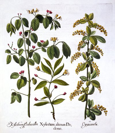 Caprifoglio volante e biancospino, da Hortus Eystettensis, di Basil Besler, pub. 1613 da German School