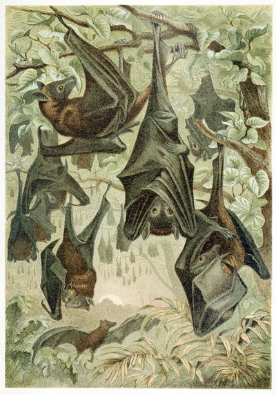 Volpi volanti, da Brehms Tierleben, pub. 1860s da German School