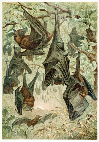 Pipistrelli volanti, da Brehms Tierleben, pub. 1860 da German School