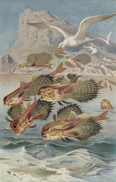 Pesce volante, tavola da Brehms Tierleben: Allgemeine Kunde des Tierreichs, vol.8, p.134, pubblicato da Bibliographisches Institut da German School