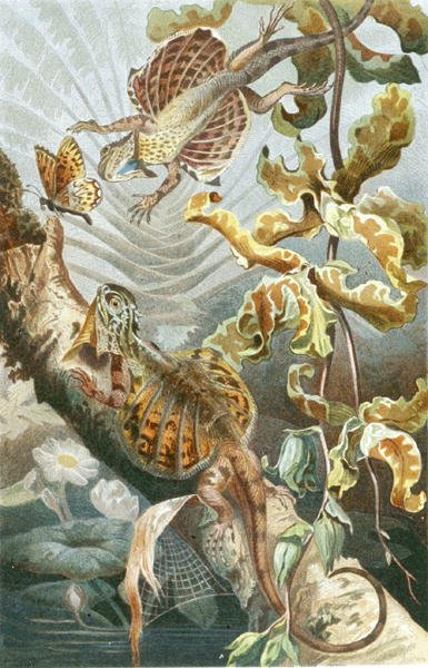 Lucertola Volante, tavola da "Brehms Tierleben: Allgemeine Kunde des Tierreichs", vol.7, p.51, pubblicato da Bibliographisches Institut da German School
