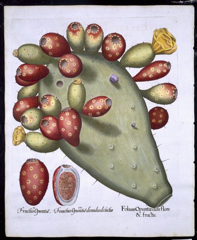 Folium Opuntia da Hortus Eystettensis di Basil Besler (1561-1629) pubblicato nel 1613 da German School