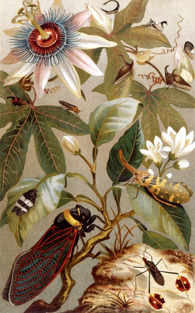 Cicale straniere, tavola da Brehms Tierleben: Allgemeine Kunde des Tierreichs, vol.9, p.637, pubblicato da Bibliographisches Institut da German School