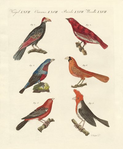 Uccelli esotici belli da German School