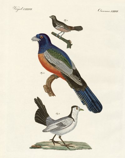 Uccelli stranieri da German School