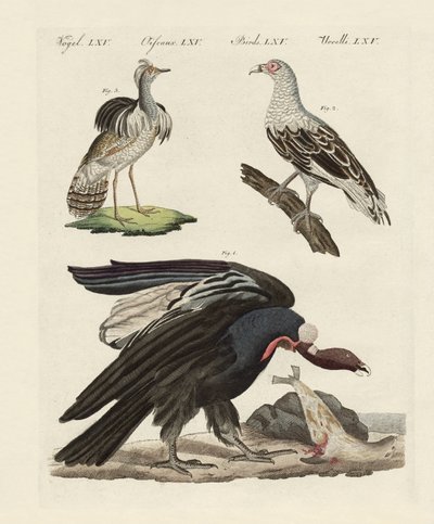 Uccelli stranieri da German School