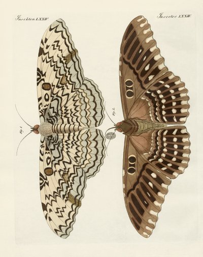 Farfalle straniere (incisione colorata) da German School