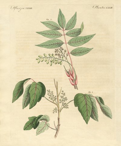 Piante velenose straniere da German School