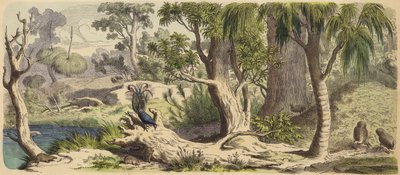 Foresta in Nuova Olanda (Australia) da German School