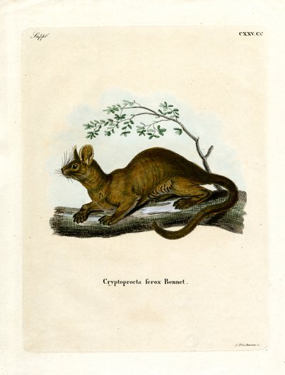 Fossa da German School