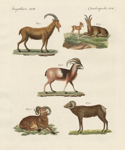 Animali quadrupedi da German School