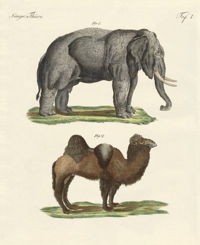 Animali quadrupedi da German School