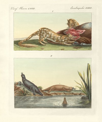 Animali quadrupedi dell