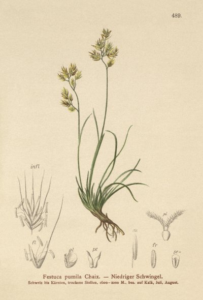Festuca pumila da German School