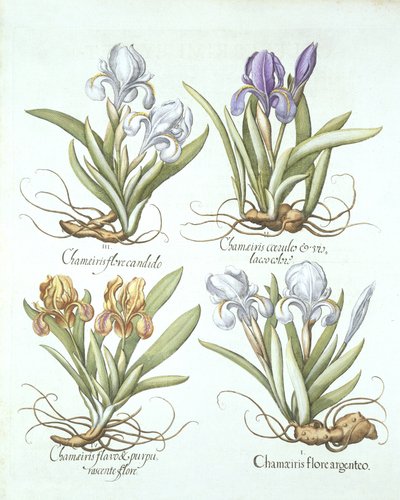 Quattro varietà di iris rizomatosi, da Hortus Eystettensis, di Basil Besler, pub. 1613 da German School