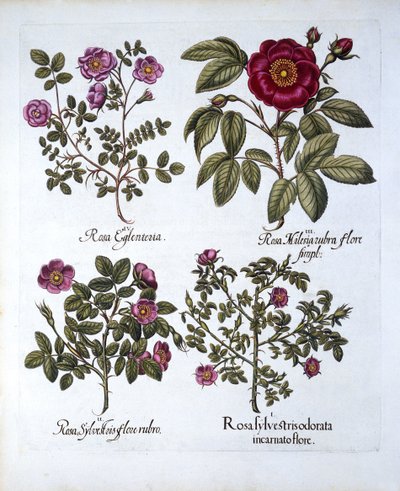 Quattro varietà di Rosa canina, da Hortus Eystettensis, di Basil Besler, pub. 1613 da German School