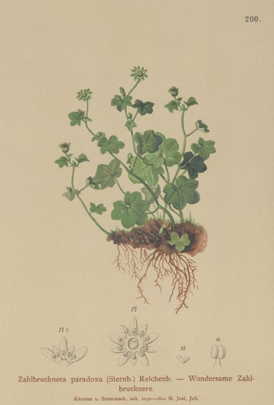 Sassifraga fragile (Zahlbrucknera paradoxa, Saxifraga paradoxa) da German School