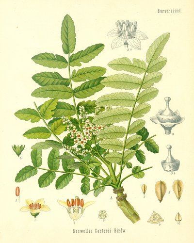 Incenso, illustrazione da Koehlers Medicinal Plants, pubblicato nel 1887 da German School
