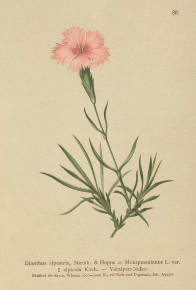 Dianthus Monspessulanus da German School