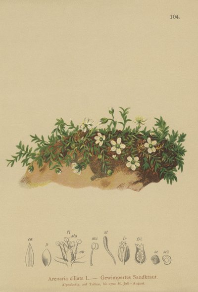 Arenaria ciliata da German School