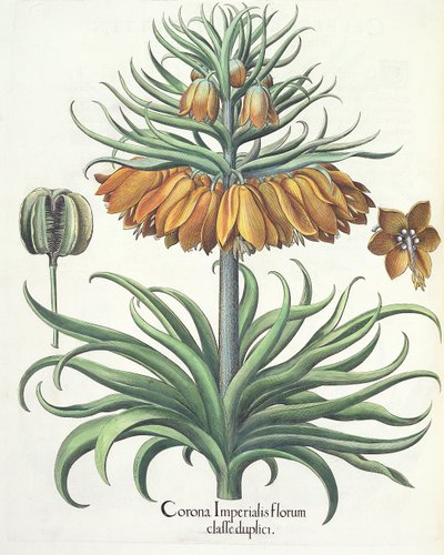 Fritillaria: Corona Imperialis, dal Hortus Eystettensis di Basil Besler, pub. 1613 da German School