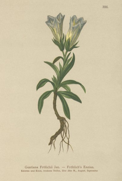 Genziana di Froelich (Gentiana Froelichii) da German School