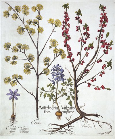 Fumaria, dafne mezereo, corniolo e croco primaverile, da Hortus Eystettensis, di Basil Besler, pub. 1613 da German School