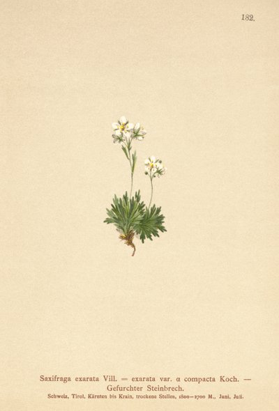 Sassifraga solcata (Saxifraga exarata, Saxifraga exarata var. compacta, Saxifraga exarata ssp. moschata) da German School