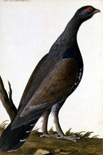Uccello da caccia, c.1740 da German School