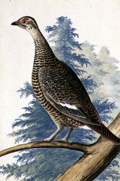 Uccello selvatico, c.1740 da German School