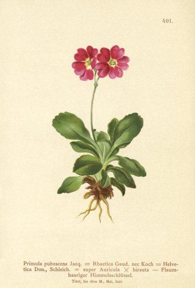 Auricola da giardino (Primula pubescens, Primula Rhaetica, Primula Helvetica) da German School