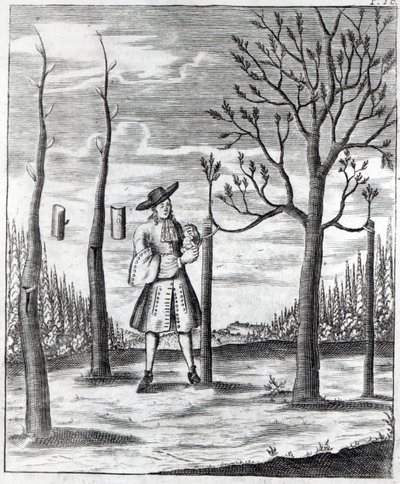 Giardinaggio e malattie delle piante, un