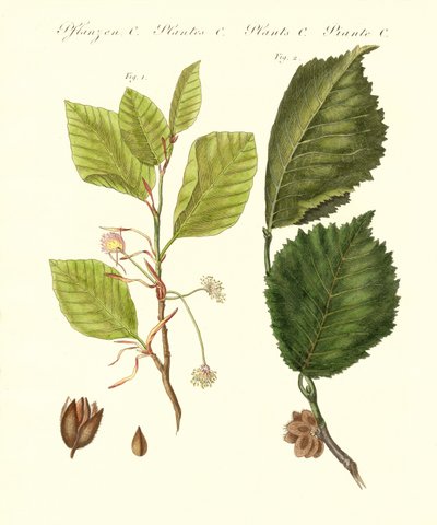 Alberi tedeschi da German School
