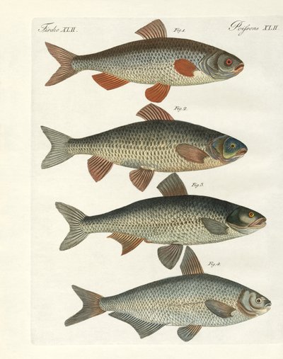 Pesci di fiume tedeschi da German School