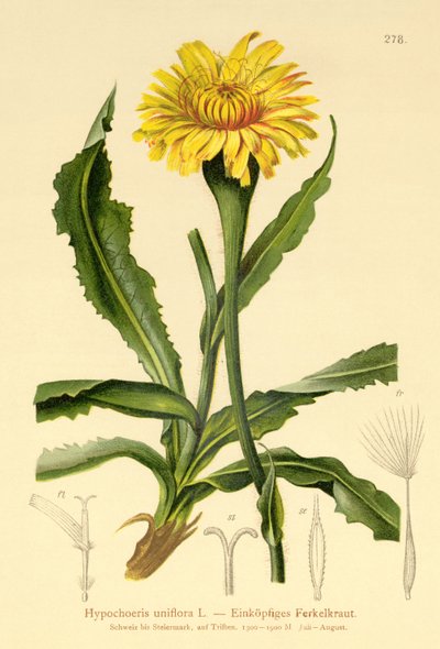 Orecchio di gatto gigante (Hypochoeris uniflora) da German School