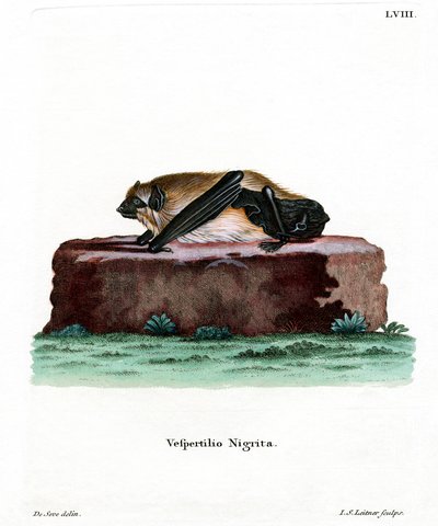 Pipistrello gigante di casa da German School