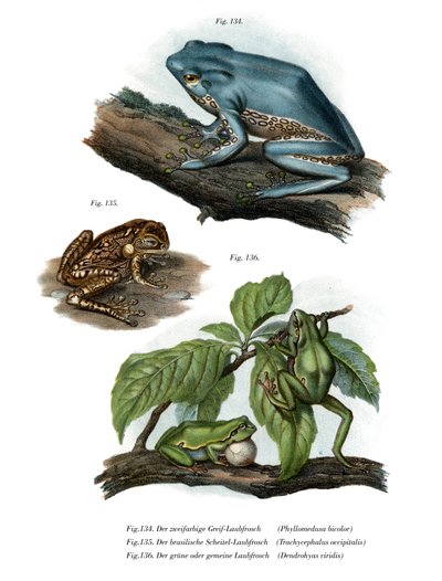 Rana gigante foglia da German School