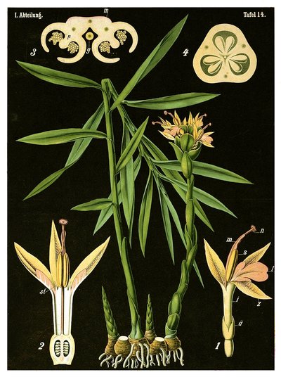 Zenzero (Zingiber officinale Roscoe) da German School