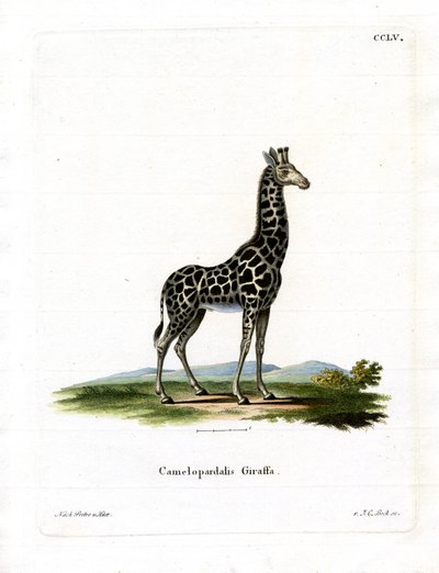 Giraffa da German School