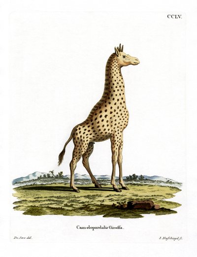 Giraffa da German School