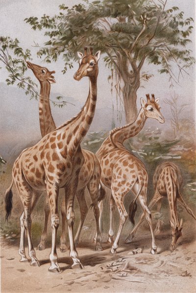Giraffa, tavola da Brehms Tierleben: Allgemeine Kunde des Tierreichs, vol.3, p.9, pubblicato da Bibliographisches Institut, 1891 da German School