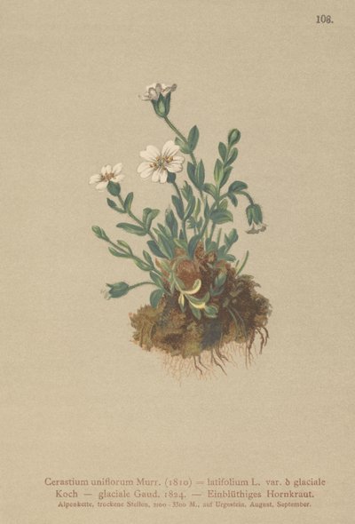 Cerastium uniflorum da German School