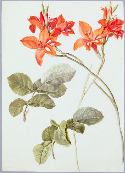 Gladioli e foglie di rosa, c.1790 da German School