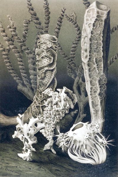 Spugne di vetro, tavola da "Brehms Tierleben: Allgemeine Kunde des Tierreichs", vol.10, p.653, pubblicato da Bibliographisches Institut da German School