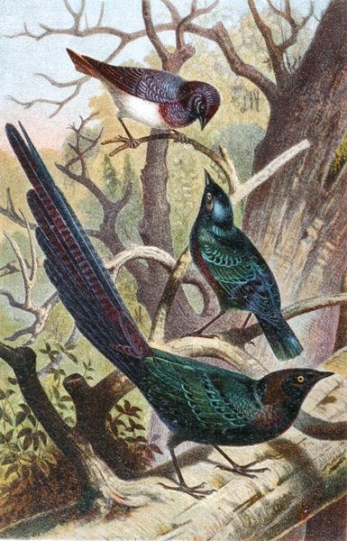 Storni Lucidi, tavola da "Brehms Tierleben: Allgemeine Kunde des Tierreichs", vol 4, p. 392, pubblicato da Bibliographisches Institut da German School